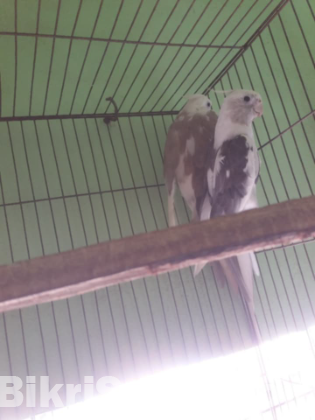 raning cockatiel pakhi